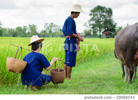 Couple farmer in farmer suit with on rice fields 20068543