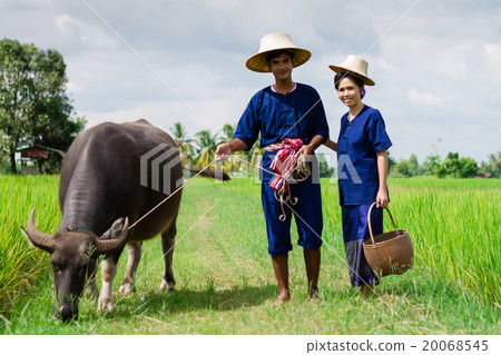 Couple farmer in farmer suit with on rice fields 20068545