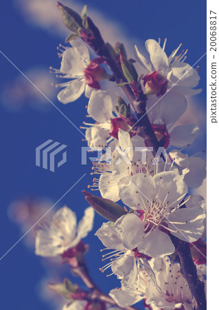 Flowering branch of cherry blossoms. Flowering branch of cherry blossoms. 20068817
