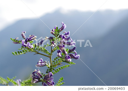 Sophora Davidie 20069403