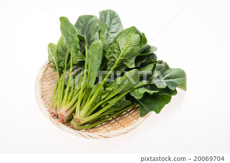 Spinach 20069704