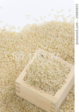 Brown rice and ear rice Brown rice and ear rice 20069855