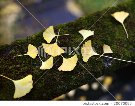 Leaves of ginkgo biloba 20070093