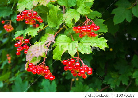 Bunch of red berries of a Guelder rose Bunch of red berries of a Guelder rose 20070198