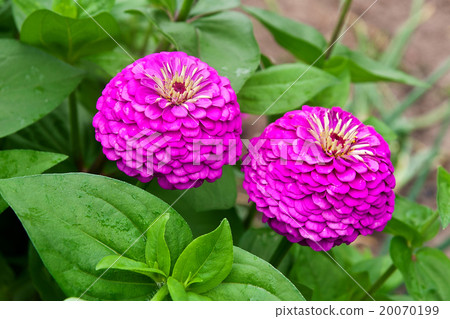 Zinnia flowers on the natural background. 20070199
