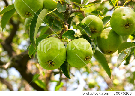 Pear fruits on the tree in the fruit garden. 20070206