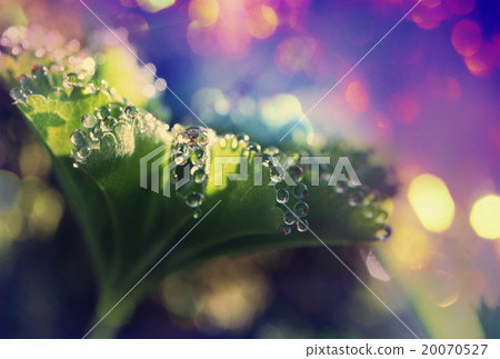 Drops 20070527
