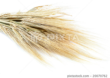 Sheaf of wheat ears on white background. Sheaf of wheat ears on white background. 20070762