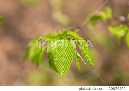 Tender green leaves in the forest 20070851