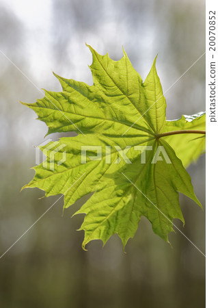 Branch with green maple leaves. 20070852