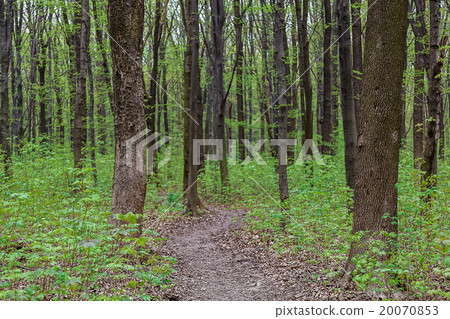 Green forest on a sunny day 20070853
