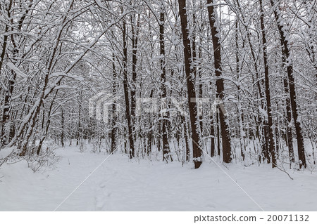 Snow covered trees in the winter forest Snow covered trees in the winter forest 20071132