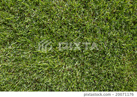 Fresh green grass as a background Fresh green grass as a background 20071176