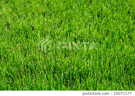 Fresh green grass as a background Fresh green grass as a background 20071177