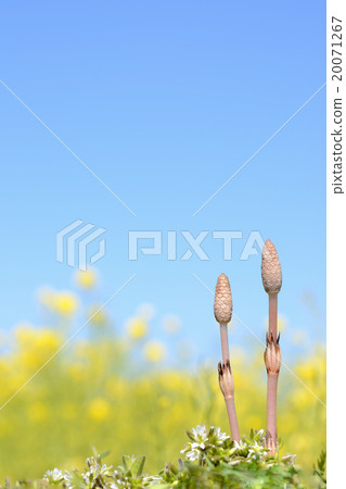 Tsukushi和強姦花田藍天背景 Tsukushi和強姦花田藍天背景 20071267