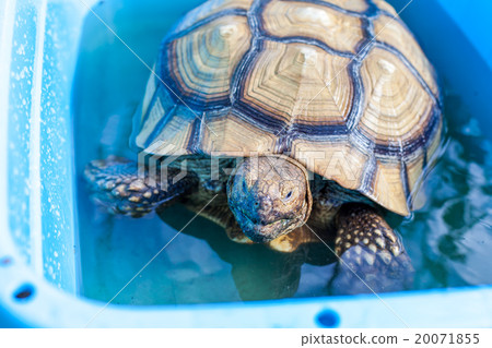 Warm bath of Lukium Warm bath of Lukium 20071855