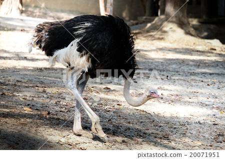 Portrait of ostrich 20071951