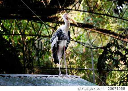 Portrait of painted stork - Big bird Portrait of painted stork - Big bird 20071966
