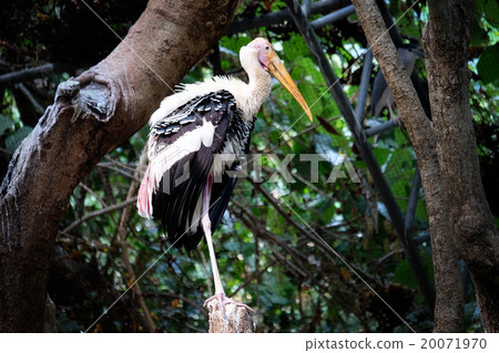 Portrait of painted stork - Big bird Portrait of painted stork - Big bird 20071970