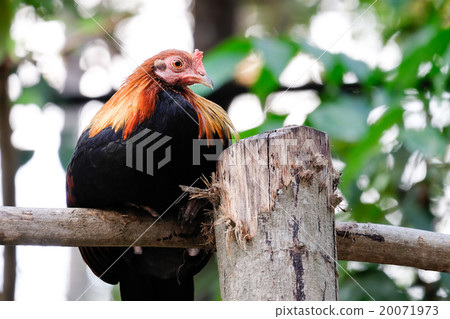 Beautiful chicken on the branch Beautiful chicken on the branch 20071973