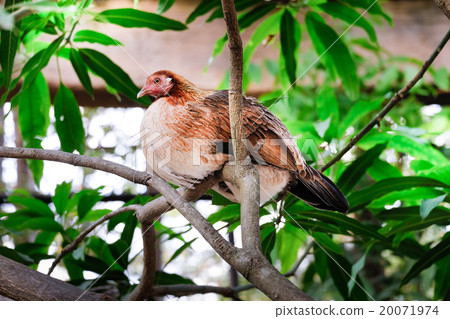 Beautiful chicken on the branch 20071974