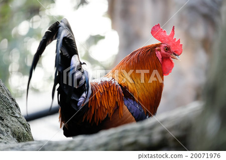 Beautiful chicken on the branch 20071976