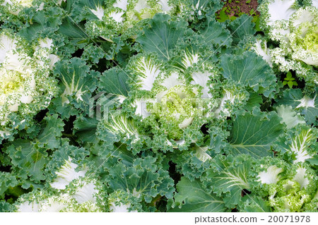 Beautiful closeup shot of lettuce Beautiful closeup shot of lettuce 20071978