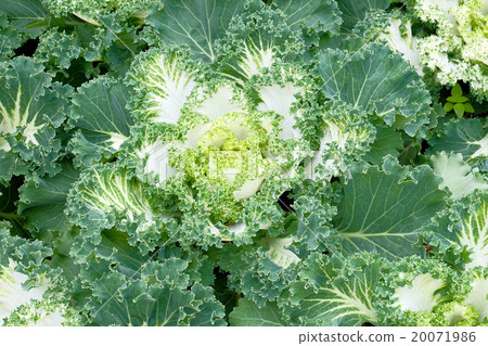 Beautiful closeup shot of lettuce Beautiful closeup shot of lettuce 20071986
