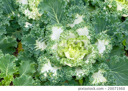 Beautiful closeup shot of lettuce 20071988