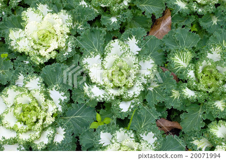 Beautiful closeup shot of lettuce 20071994