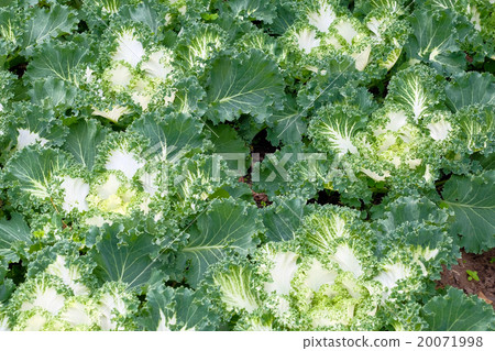 Beautiful closeup shot of lettuce Beautiful closeup shot of lettuce 20071998