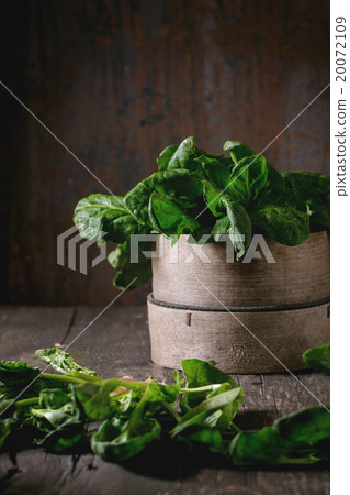 Bunch of fresh spinach 20072109