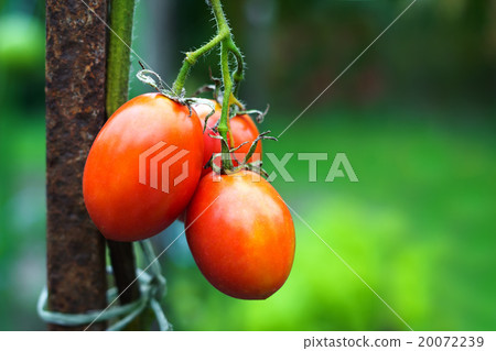 Branch of tomatoes at vegetables garden 20072239