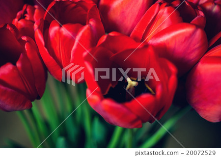 Close up bouquet of beautiful red tulips 20072529