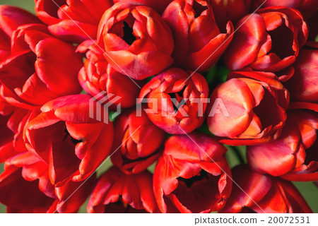 Close up bouquet of beautiful red tulips 20072531