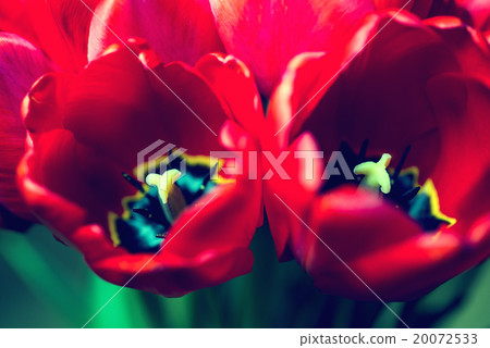 Close up bouquet of beautiful red tulips 20072533