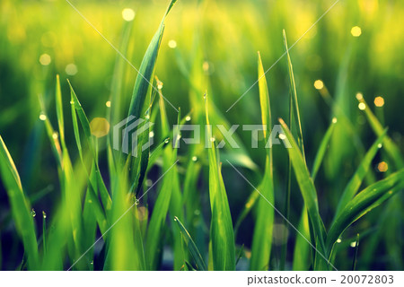 drops of dew on a green grass 20072803