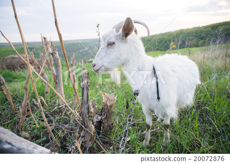 Goat on a green meadow. Goat on a green meadow. 20072876