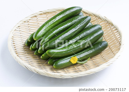 Cucumber Cucumber 20073117