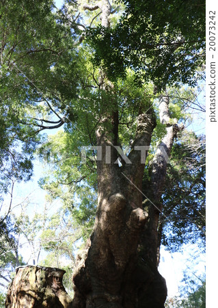 Okinomiya神社的Okuteri 20073242