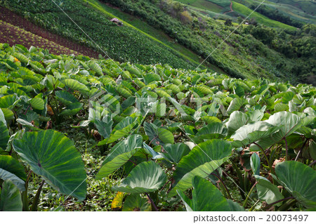 Taro field in mountains,Phechaboon Thailand 20073497