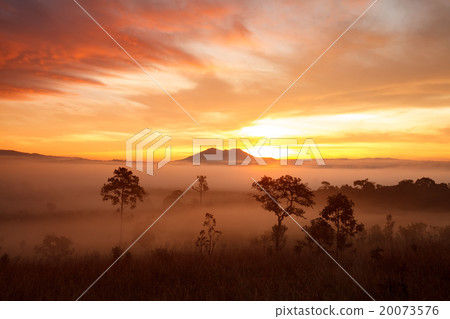 misty morning sunrise at Thung Salang Luang misty morning sunrise at Thung Salang Luang 20073576