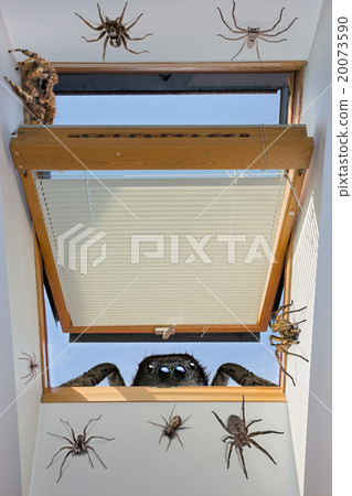spiders crawling through an open window  20073590