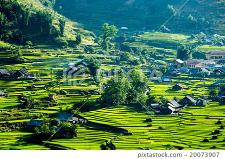 Rice Terrace 20073907
