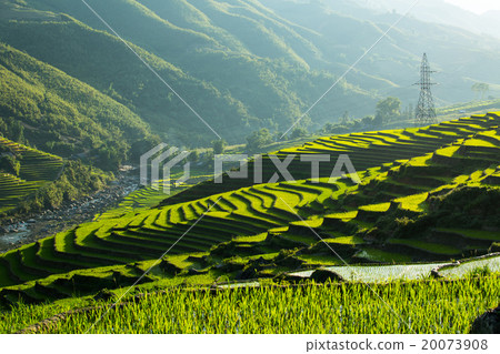 Rice Terrace 20073908