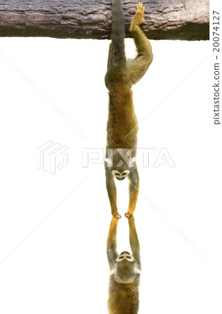 Squirrel monkeys hanging on white background 20074127