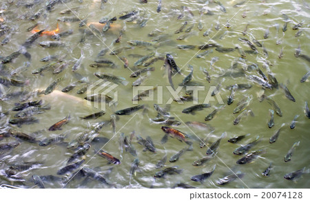 Tilapia Fish in farm 20074128