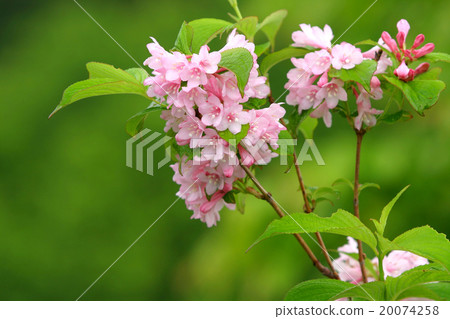 Weigela 20074258