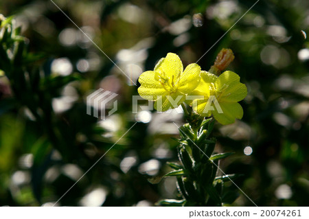 月見草 20074261
