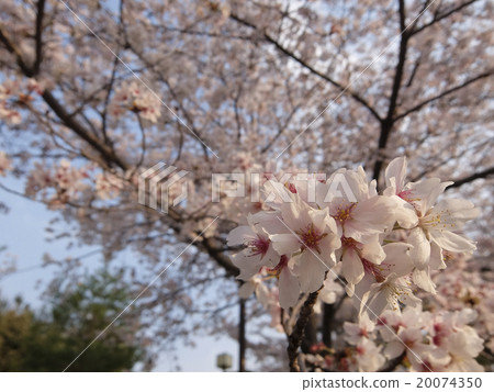 黃昏的櫻花 20074350